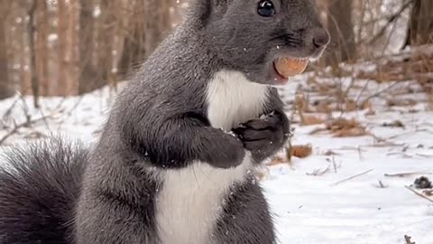 Cute squirrel