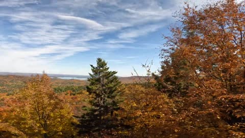 Fall Foliage