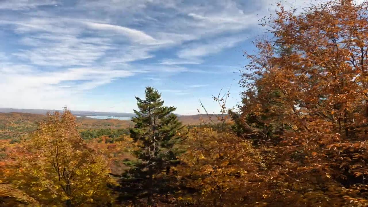Fall Foliage