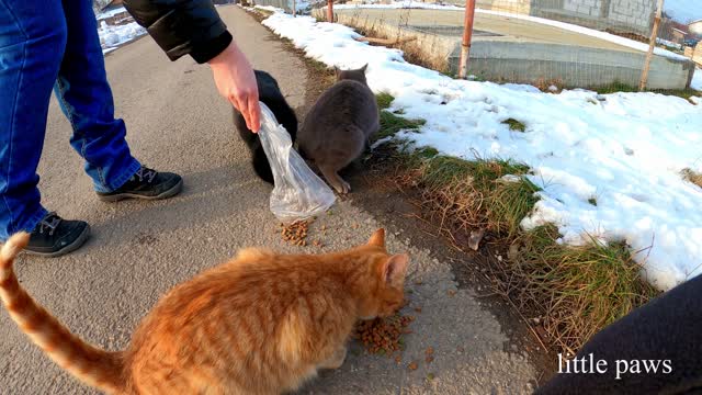 Feeding our furry friends in this cold winter. LP20