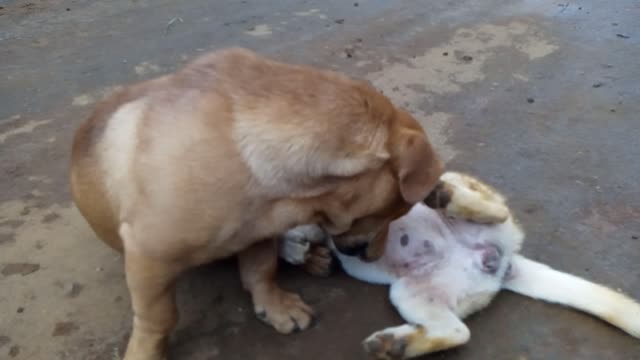What are the two dogs doing?