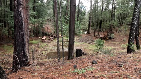 Off Highway 80 Before Emigrant Gap Placer County California USA Earth