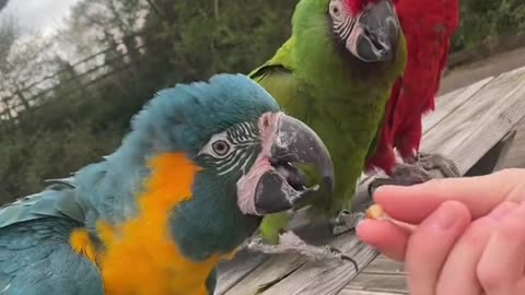 craigfraser93 macaw trio waving 🥰