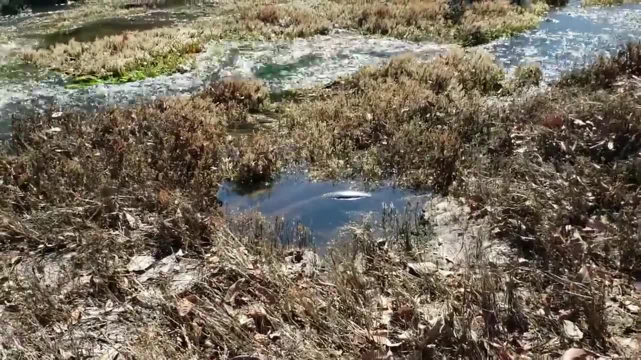 12 COBRAS GIGANTES CAPTURADAS NO BRASIL