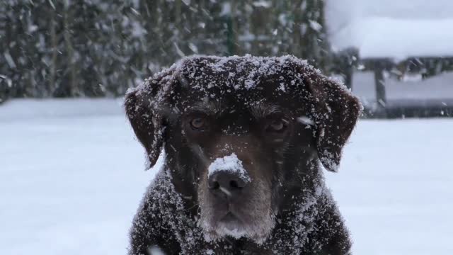 Does the dog enjoy the snow fall ?