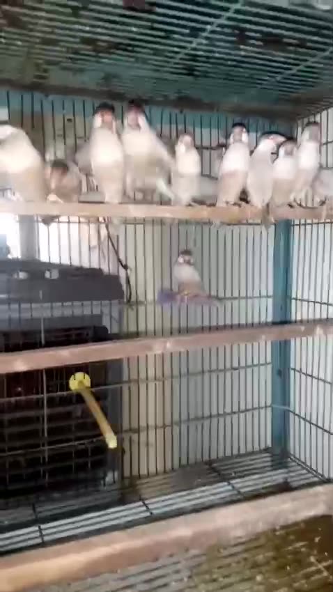 Fown jawa k 6 bareedar pair