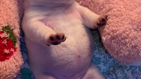 Always said he was tired like a dog