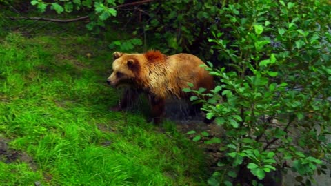 bear cooling off on a hot day