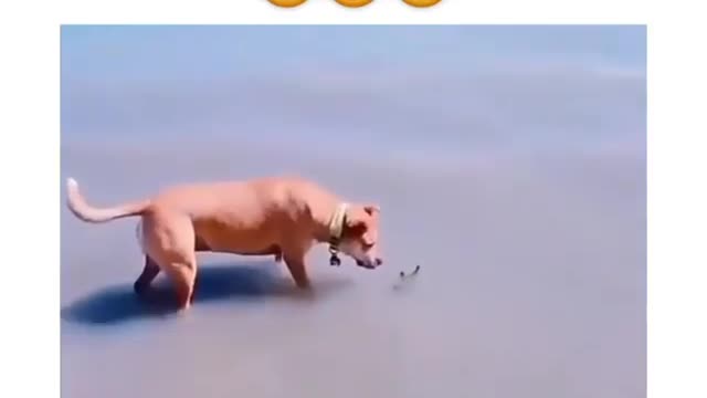 funny video of sabak at sea