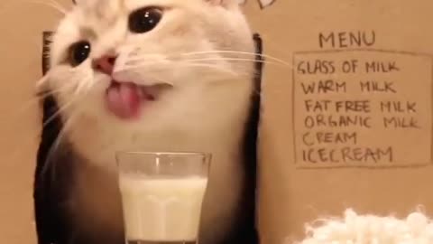 The Most Lucrative Cat Eating Milk Jobs of 2022