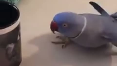 Parrot is making a dance with its own image