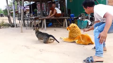 Dog Prank - Fake tiger! Fast reactions!!