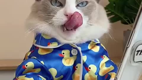 So cute fanny pussi cat video.