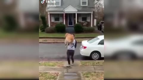 Dogs And Owners Are Best Friends - Dog reaction to Owner Back Home