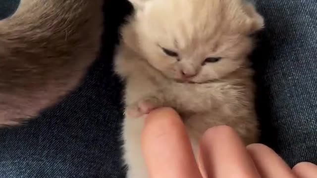 Like a cute kitten wakes up