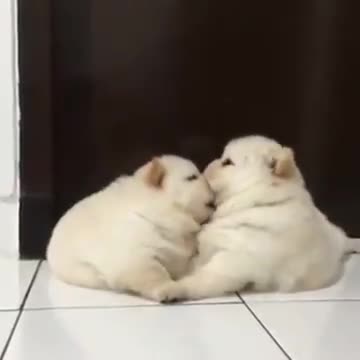 Chow Chow - Happy kiss!