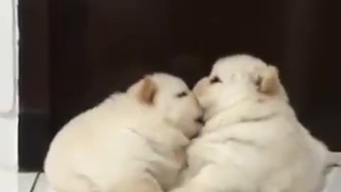 Chow Chow - Happy kiss!