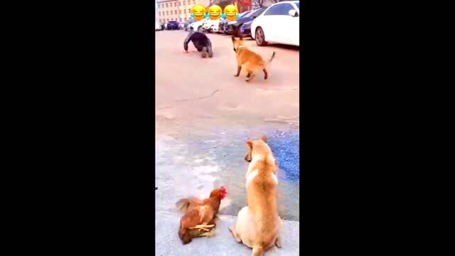 Man vs Dog Funny video 2022