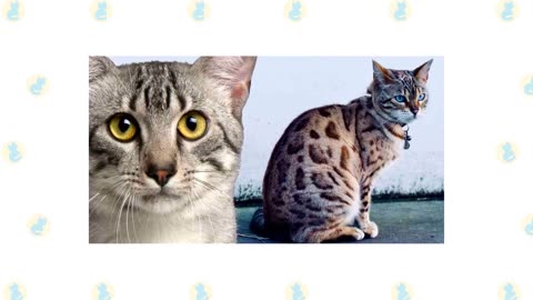 8 Cat Breeds that Can Act like “Guard Cats