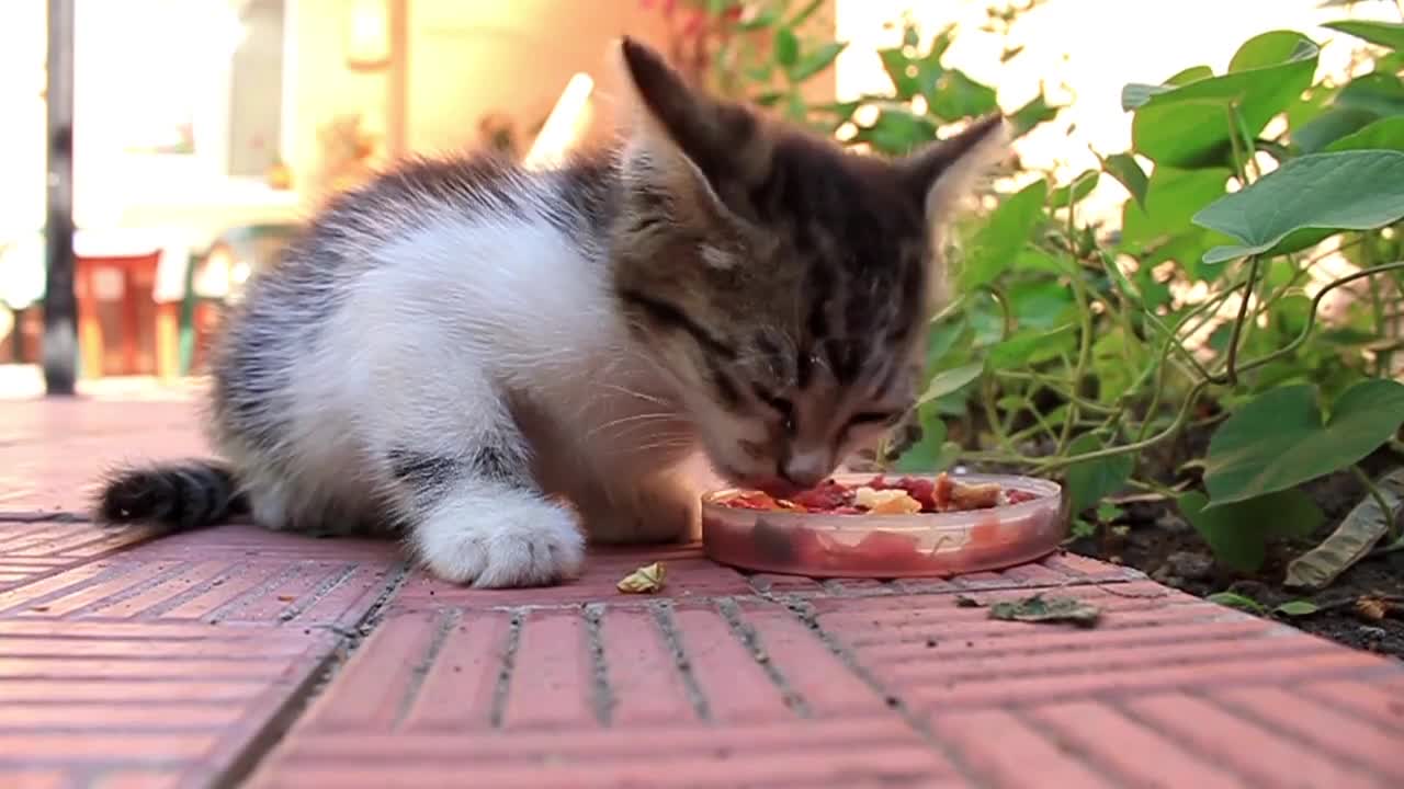 Hungry kitten eat