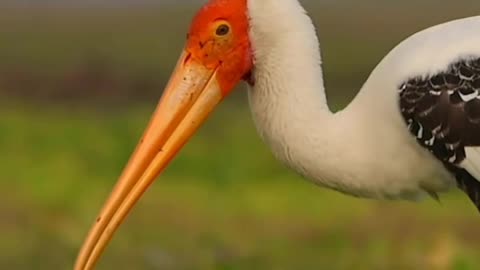 Wildlife & Funs
