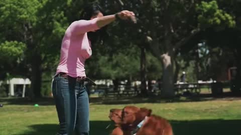 Dog training videos