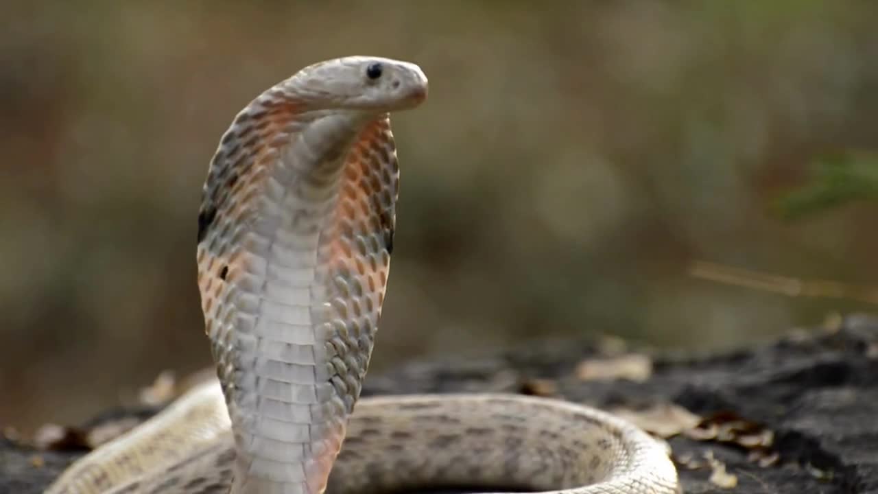 Beautiful cobra stands up and threatening...