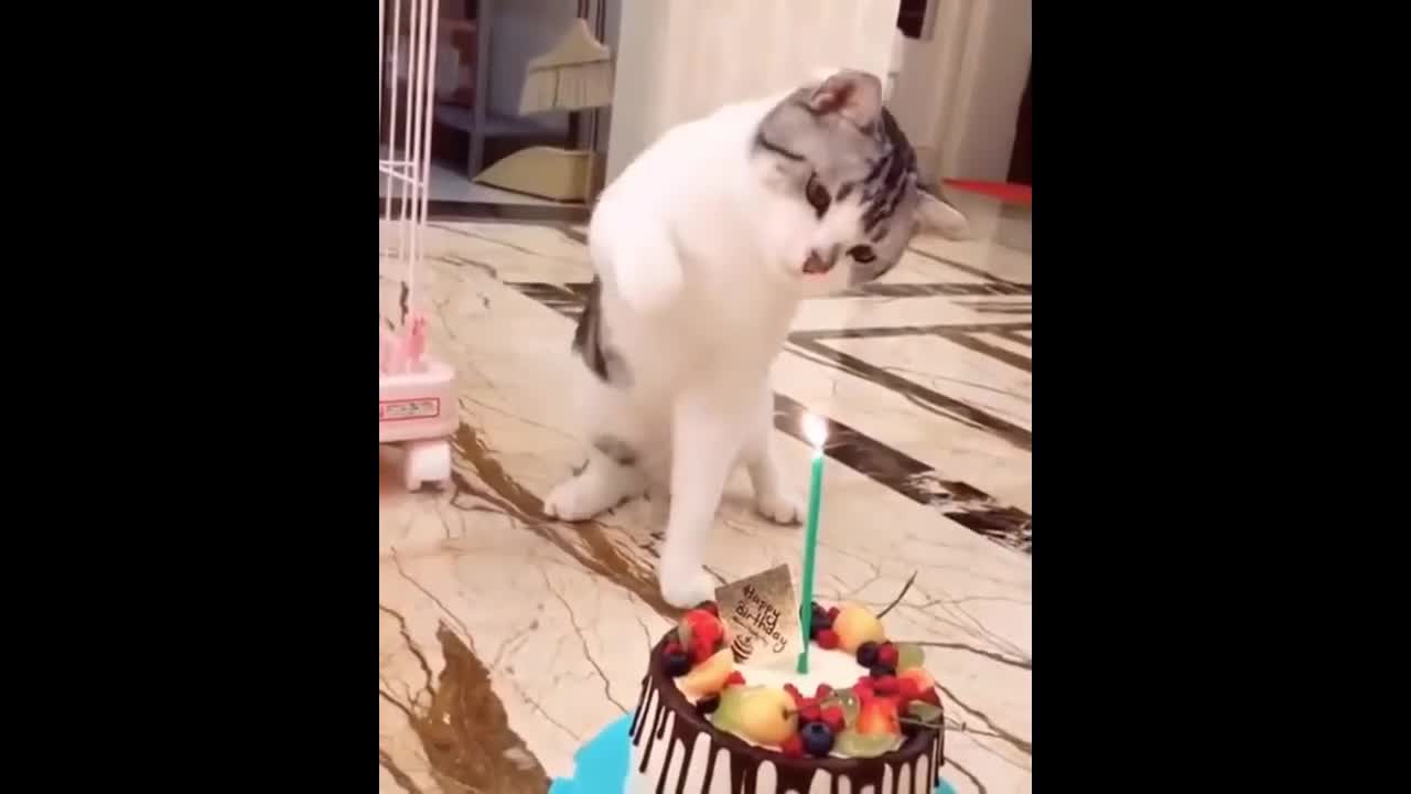 Cute cate blowing candle for her birthday | Funny Animal Videos