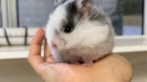 hamster drama