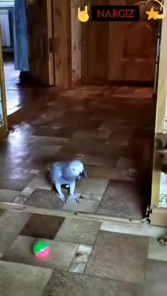 Cat and Parrot🐱🦜