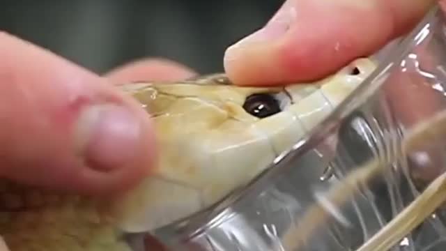 See how to remove snake venom