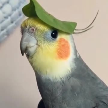 paraket sing very well.mp4