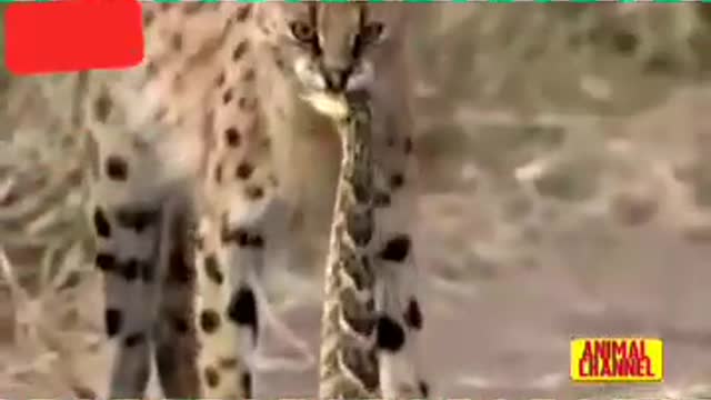 Several cats hunt snakes