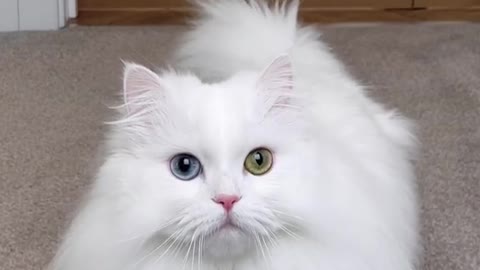 #cute 🐈 cat trending