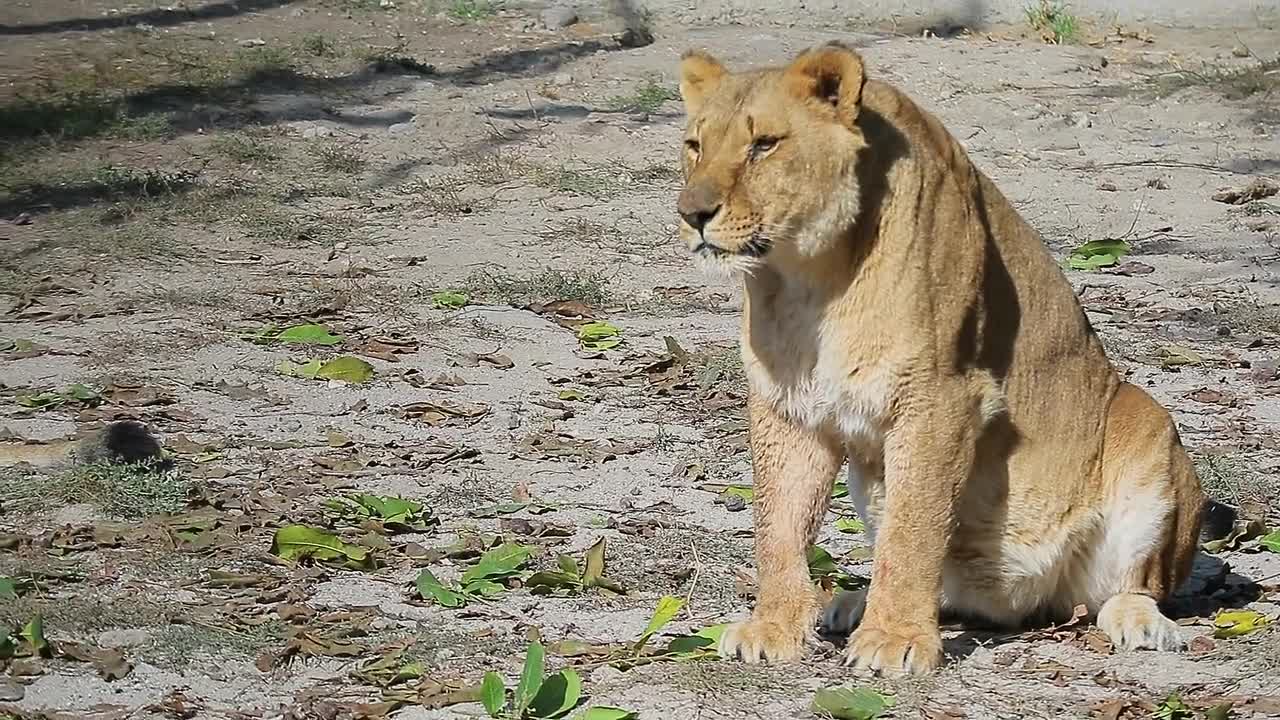 zoo animals nature lion