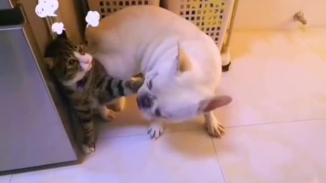 Fighting between a Cat and a Dog | It stinks