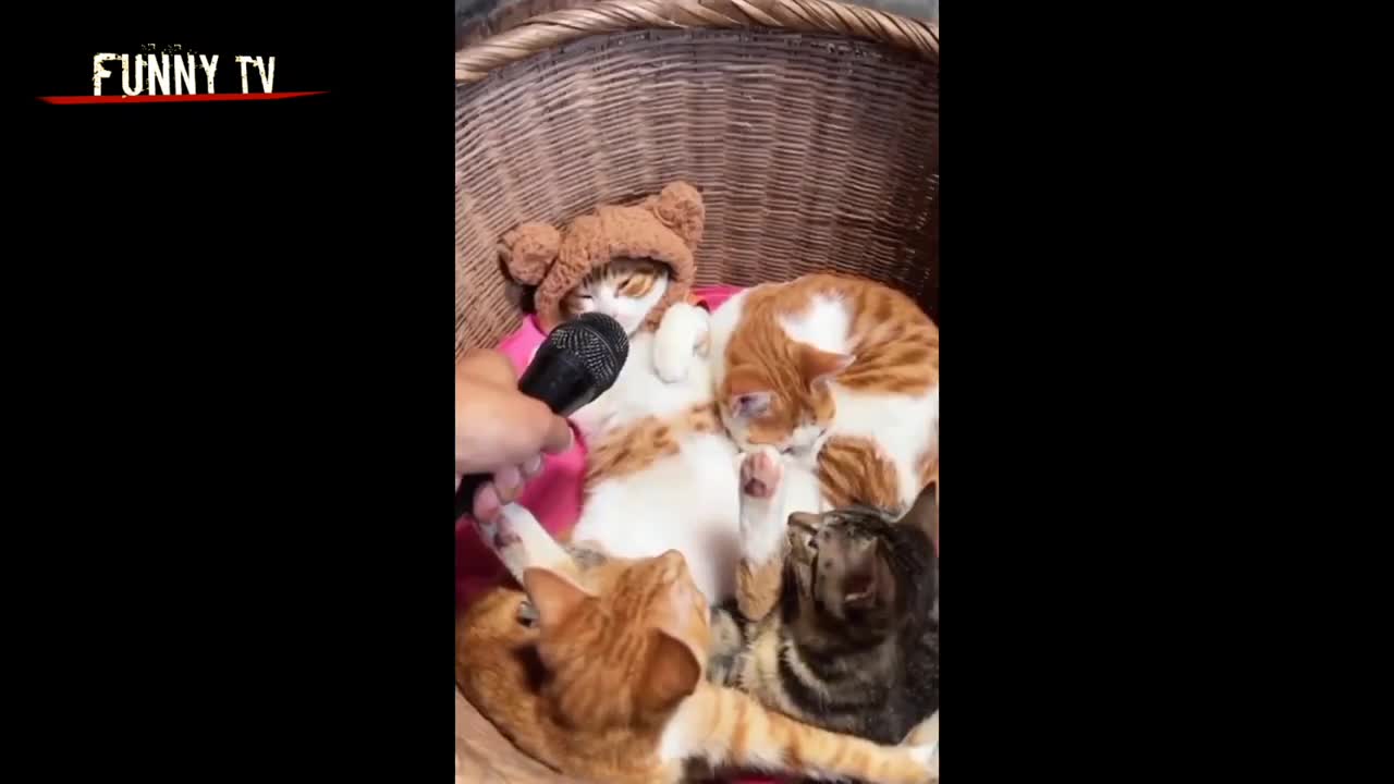 Funny cats videos ever 😹 funny cute cats 😻 Cat fun.mp4