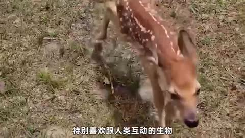 skinny sika deer baby