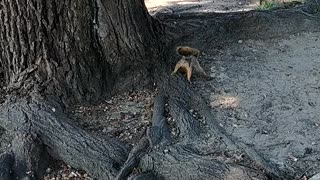 Squirrels, birds and ducks at the local park