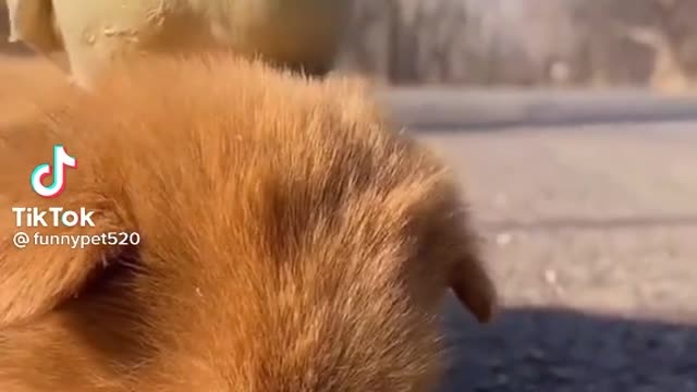 cute_&_lazy_dog