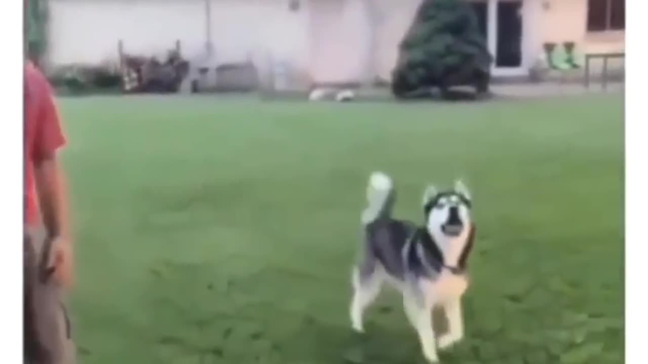@dog