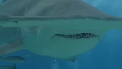 Wildlife