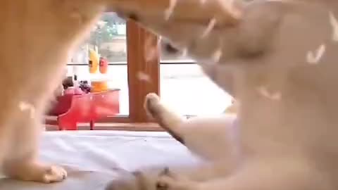 cat Fight