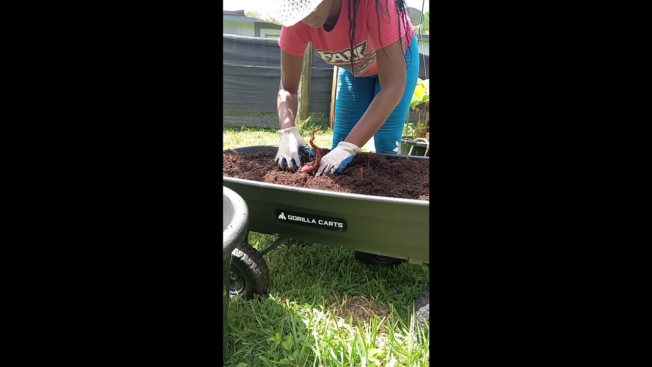 Summer Sweet Potato Container Harvest
