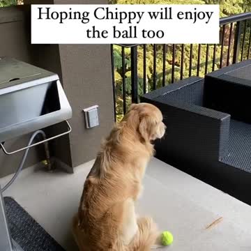 America dogs. 9. Fun. everyday situations. Fun. Exclusive for summer 2021.