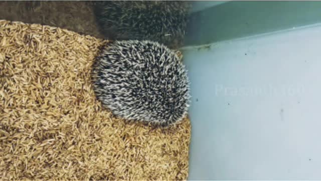 Indian weird pets!!!