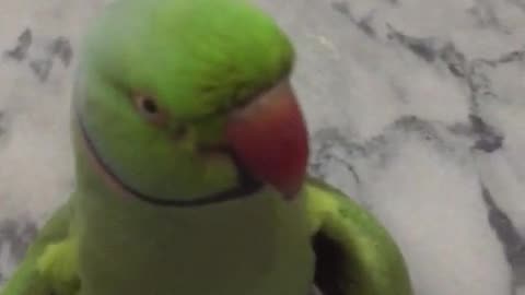 parrot