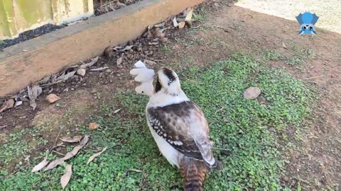 Ringtail joeys in care Jack and Jill with Joanna