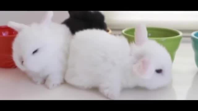 cute bunny