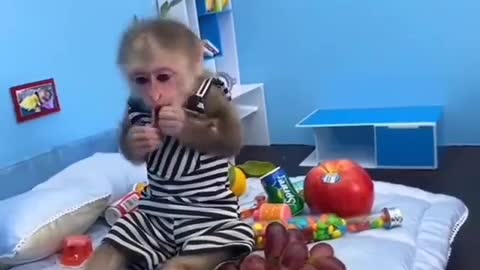 Monkey in business.Обезьянка при деле